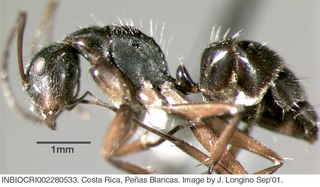 Camponotus fastigatus, worker, side