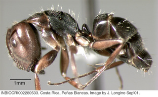 Camponotus fastigatus, worker, side