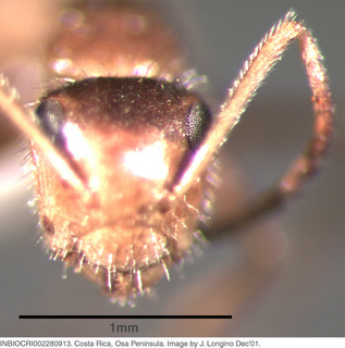 Camponotus formiciformis, worker, head