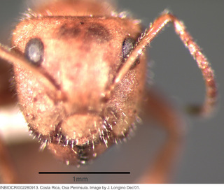 Camponotus formiciformis, worker, head