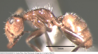 Camponotus formiciformis, worker, side