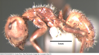 Camponotus formiciformis, worker, side