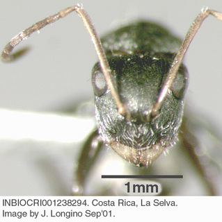 Camponotus linnaei, worker, head