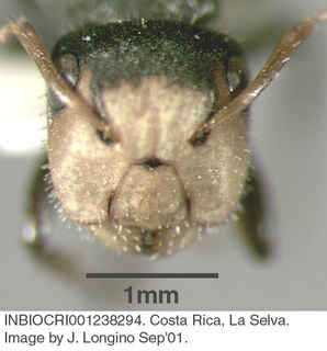 Camponotus linnaei, worker, head