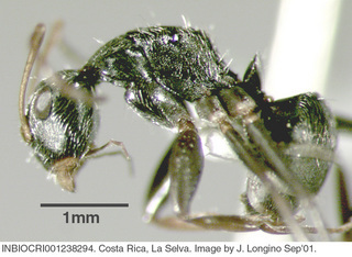 Camponotus linnaei, worker, side