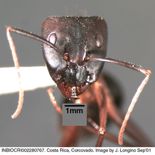 Camponotus sp costa rica 004, worker, head