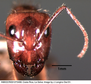 Camponotus sp costa rica 005, worker, head