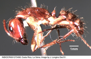 Camponotus sp costa rica 005, worker, side