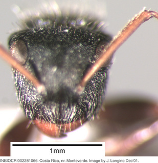 Camponotus mucronatus, worker, head