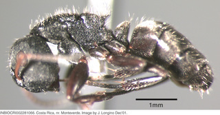 Camponotus mucronatus, worker, side