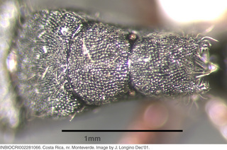 Camponotus mucronatus, worker minor, mesosoma top