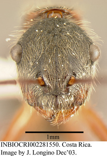 Camponotus nitidior, worker, head