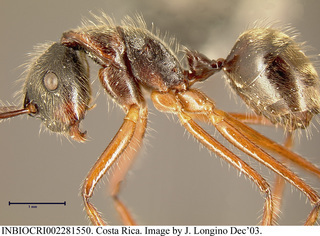 Camponotus nitidior, worker, side