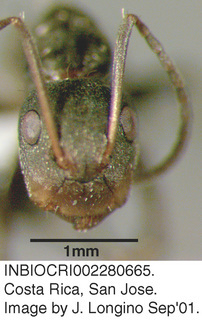 Camponotus novogranadensis, worker, head