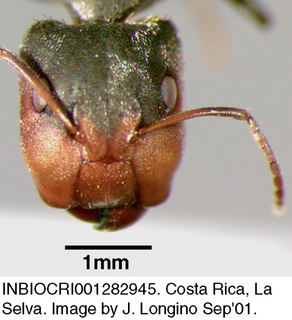 Camponotus novogranadensis, worker, head