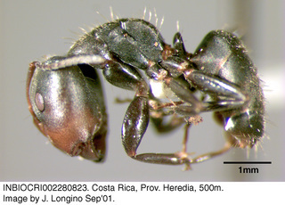 Camponotus novogranadensis, worker, side