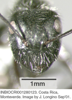 Camponotus sp costa rica 010, worker, head