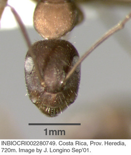 Camponotus sp costa rica 013, worker, head