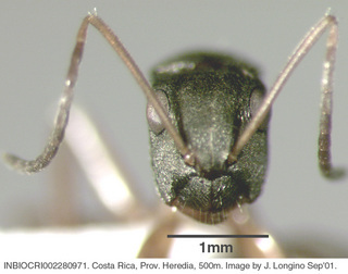 Camponotus sp costa rica 015, worker, head