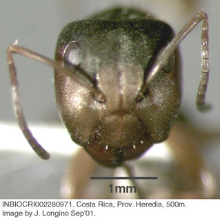 Camponotus sp costa rica 015, worker, head