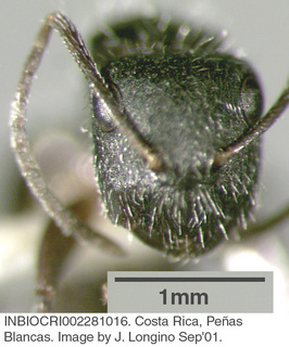 Camponotus sp costa rica 016, worker, head