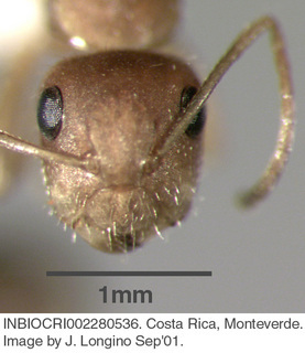 Camponotus sp costa rica 018, worker, head