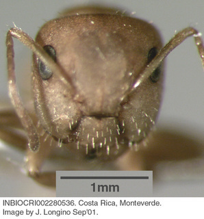 Camponotus sp costa rica 018, worker, head