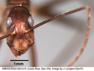 Camponotus sp costa rica 021, worker, head