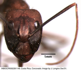 Camponotus sp costa rica 021, worker, head