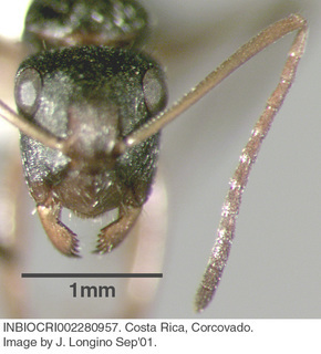 Camponotus sp costa rica 027, worker, head