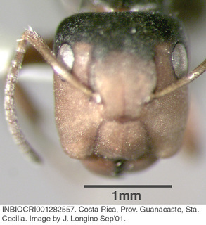 Camponotus sp costa rica 028, worker, head