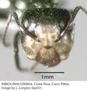Camponotus sp costa rica 031, worker, head