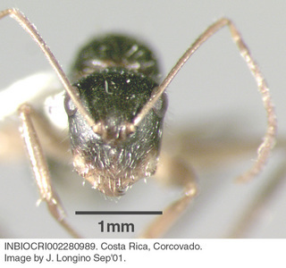 Camponotus sp costa rica 032, worker, head