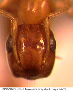 Camponotus sp costa rica 035, worker, head