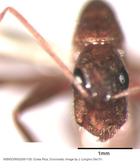 Camponotus sp costa rica 036, worker, head
