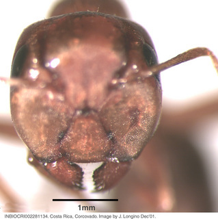 Camponotus sp costa rica 036, worker, head