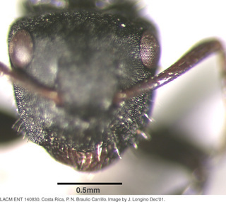 Camponotus sp costa rica 039, worker, head