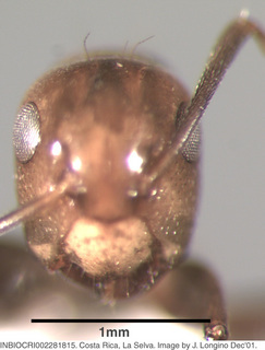 Camponotus sp costa rica 041, worker, head