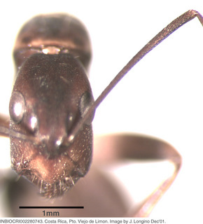 Camponotus sp costa rica 043, worker, head