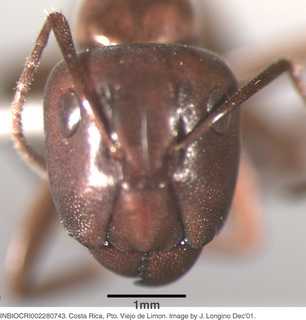 Camponotus sp costa rica 043, worker, head