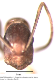 Camponotus sp costa rica 044, worker, head