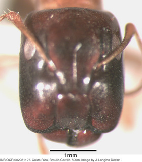 Camponotus sp costa rica 044, worker, head