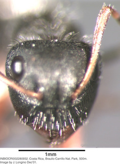 Camponotus sp costa rica 045, worker, head