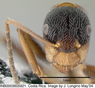 Camponotus sp costa rica 055, worker, head