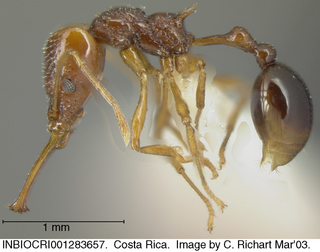 Acanthognathus ocellatus, worker, side
