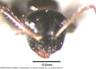 Camponotus raphaelis, worker, head