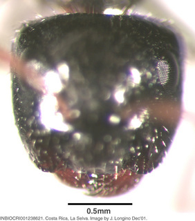 Camponotus raphaelis, worker, head