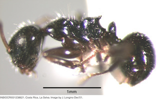 Camponotus raphaelis, worker, side