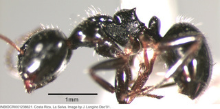 Camponotus raphaelis, worker, side