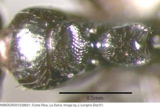 Camponotus raphaelis, worker minor, mesosoma top